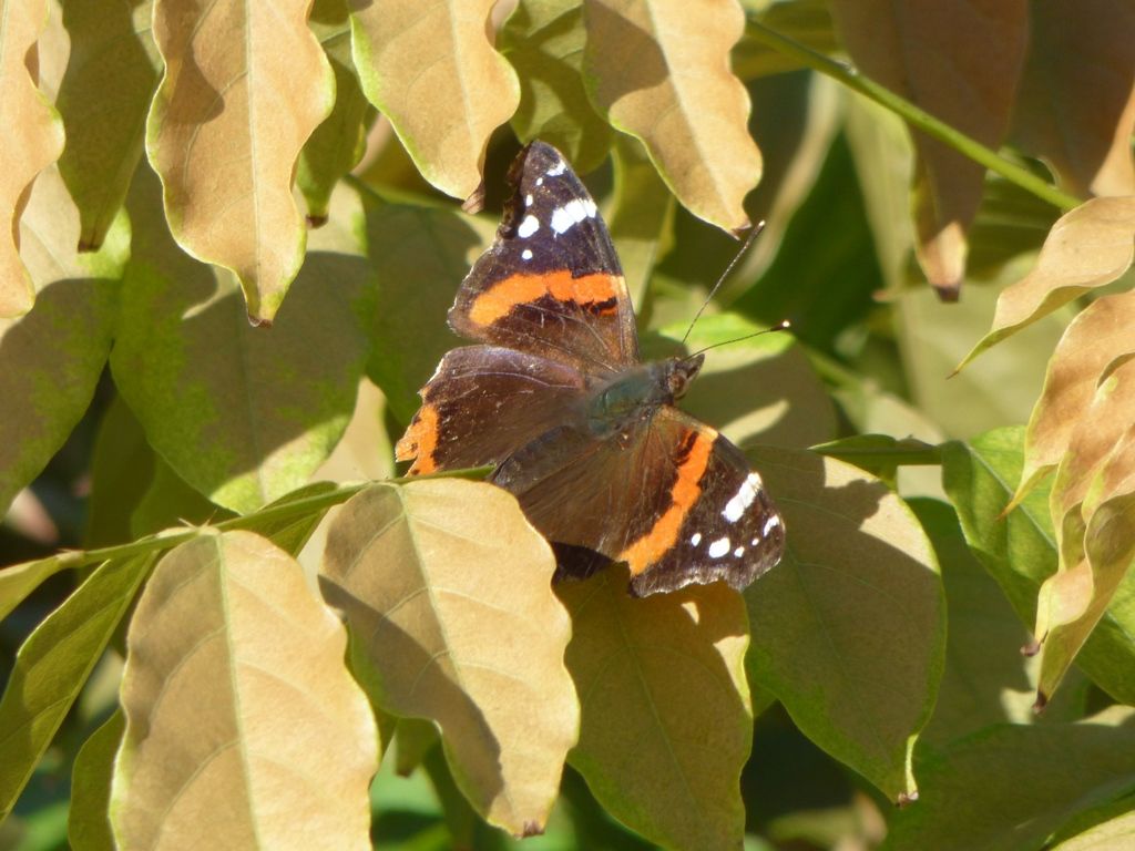 Vanessa atalanta